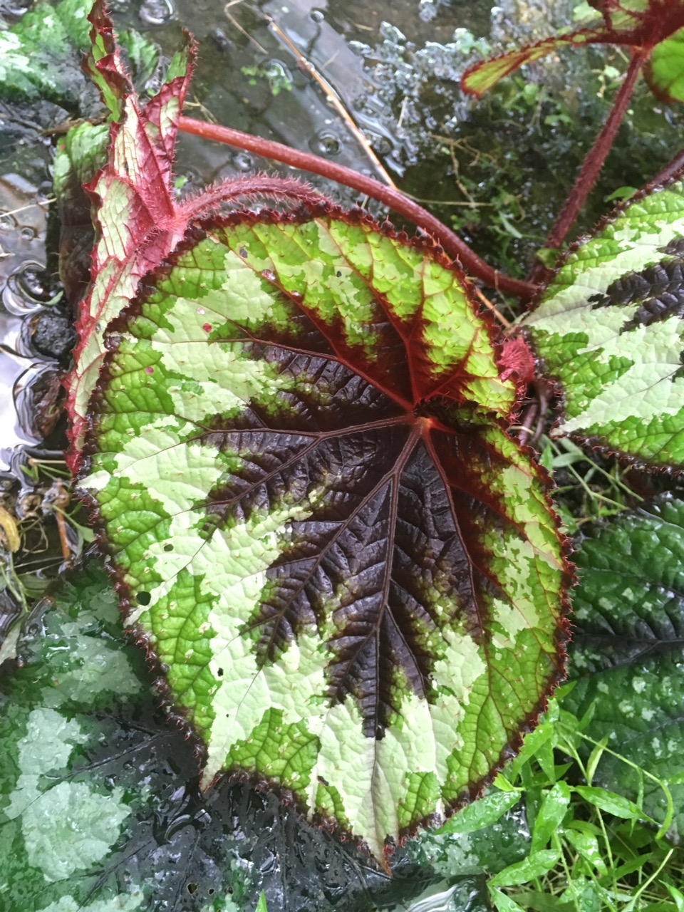 B. ‘Fracfern’